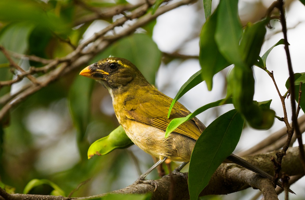 Lesser Antillean Saltator - ML617684678