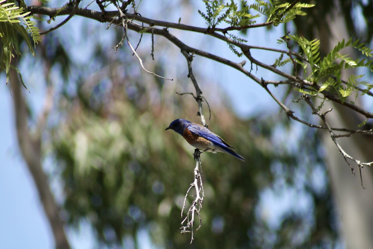 Western Bluebird - ML617684687