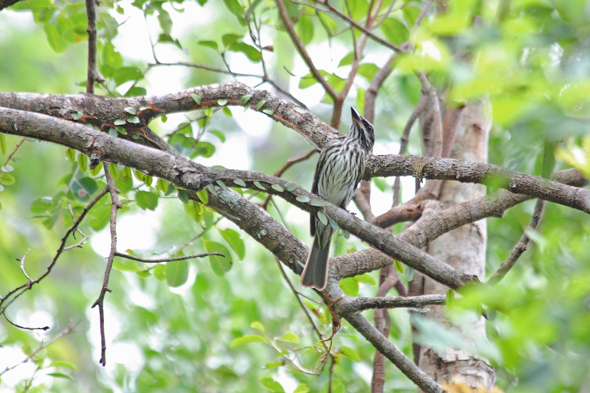 Streaked Flycatcher - ML617684714