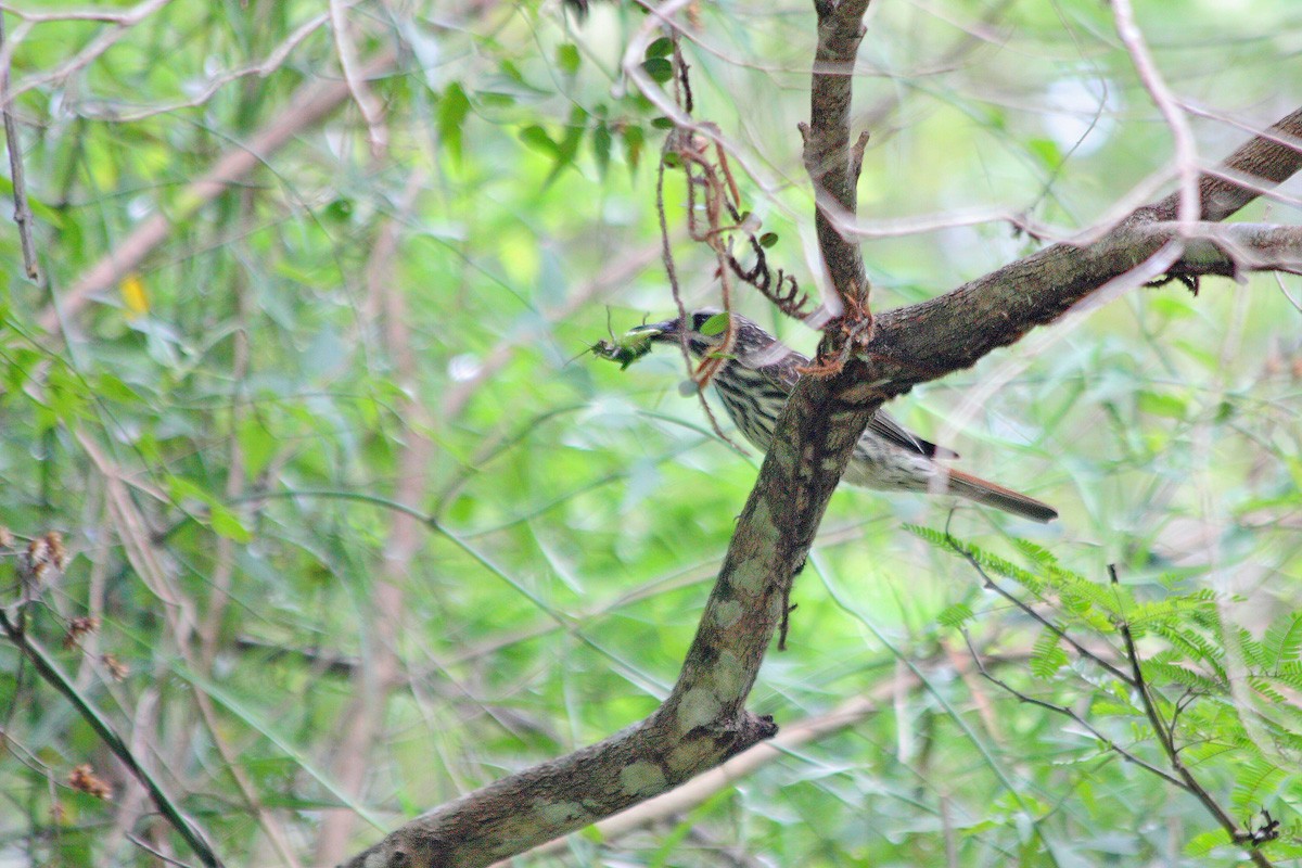 Streaked Flycatcher - ML617684715