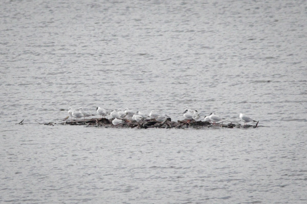 Bonaparte's Gull - ML617684719