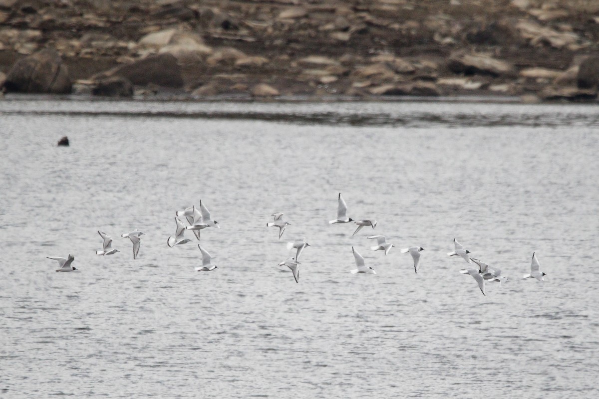 Bonaparte's Gull - ML617684753