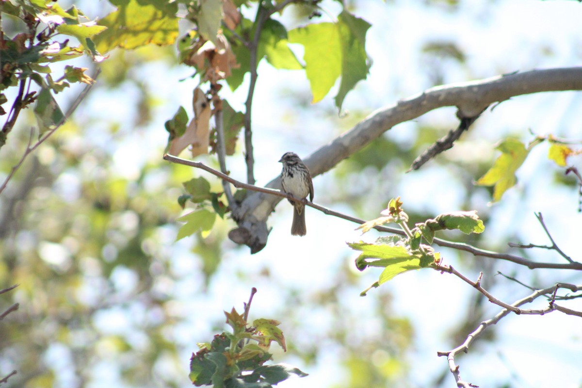 Song Sparrow - ML617684767