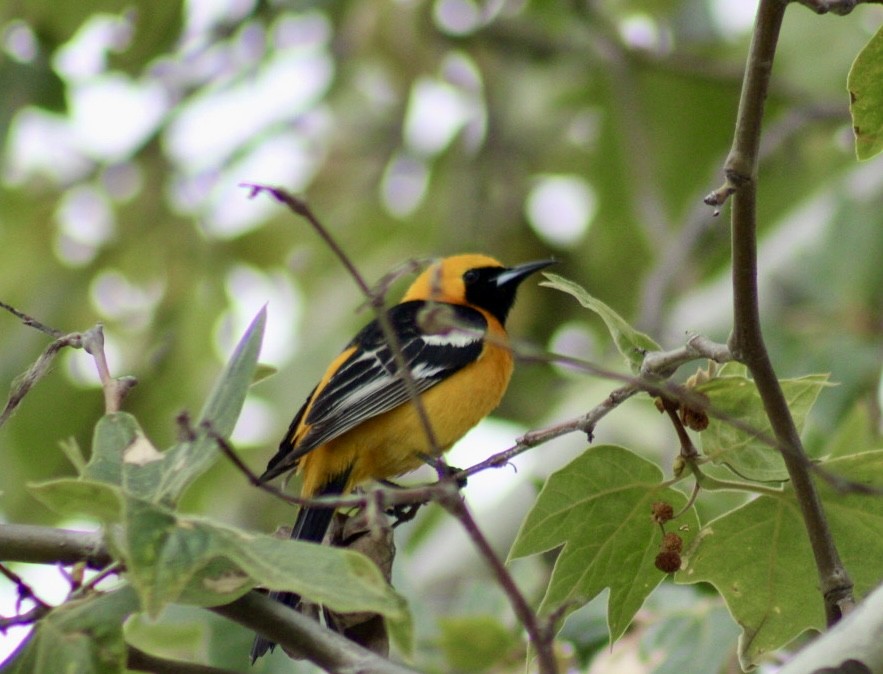 Hooded Oriole - ML617684784