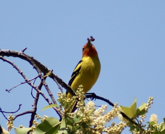 Western Tanager - ML617684854