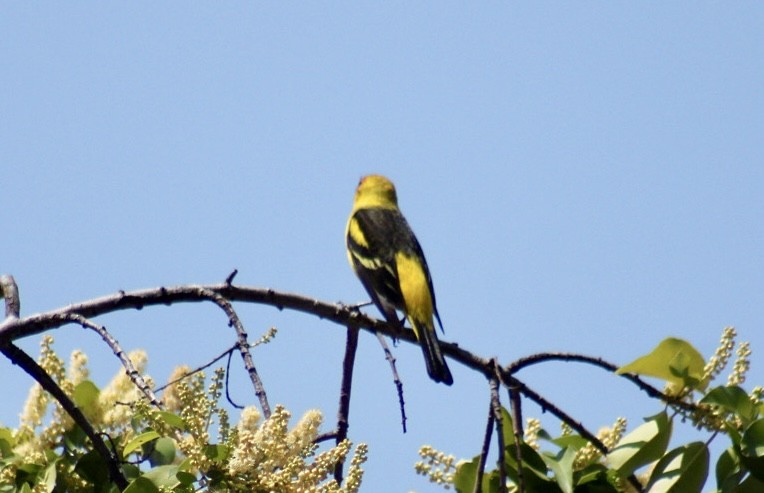 Western Tanager - ML617684855