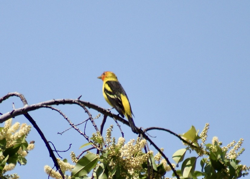 Western Tanager - ML617684856