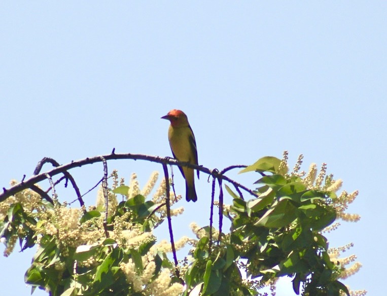 Western Tanager - ML617684857