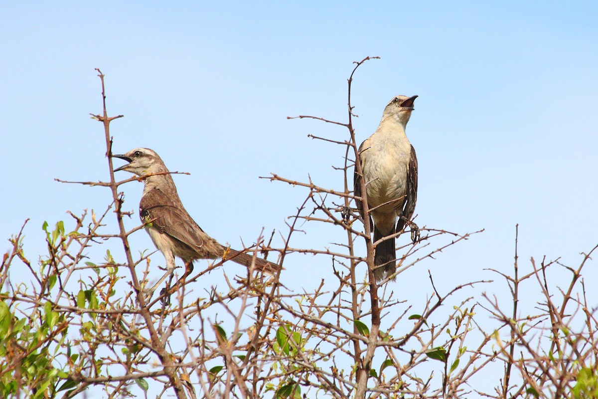 Chalk-browed Mockingbird - ML617684896