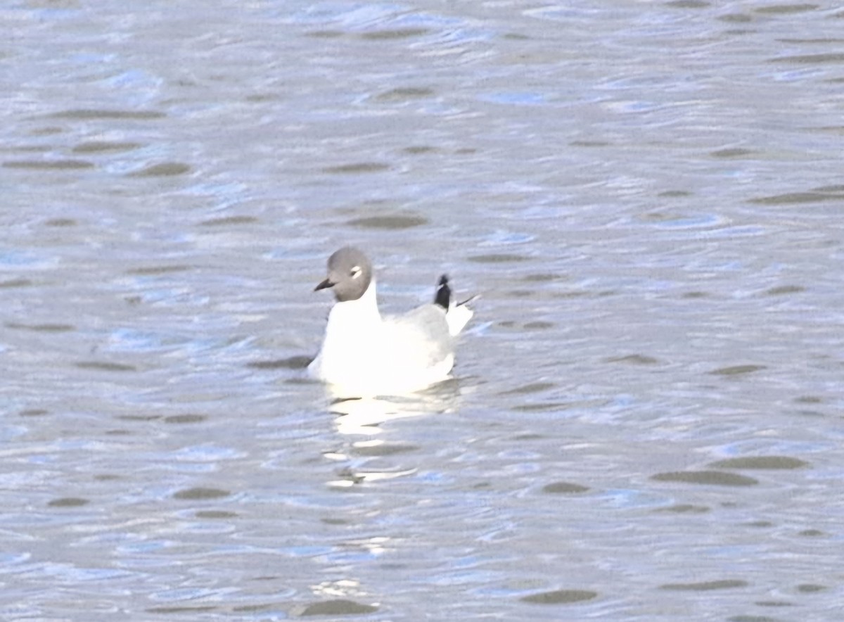 Bonaparte's Gull - ML617684920