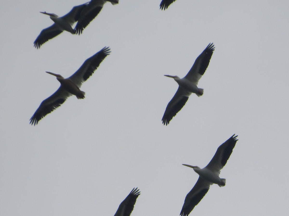 American White Pelican - ML617684927