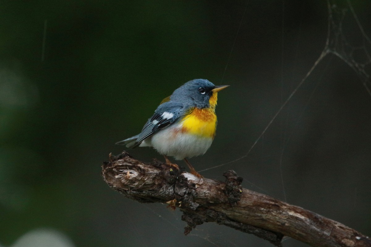 Northern Parula - Jesse Pline