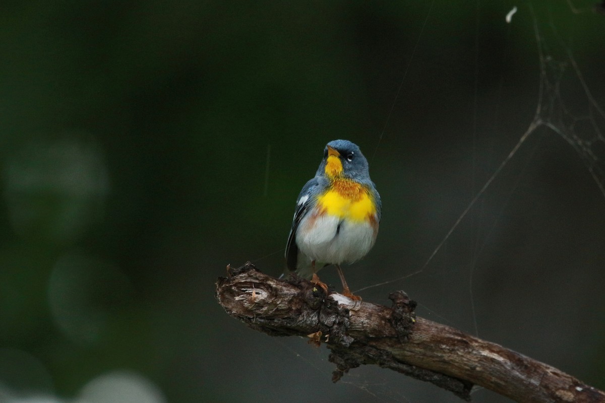 Northern Parula - ML617684932