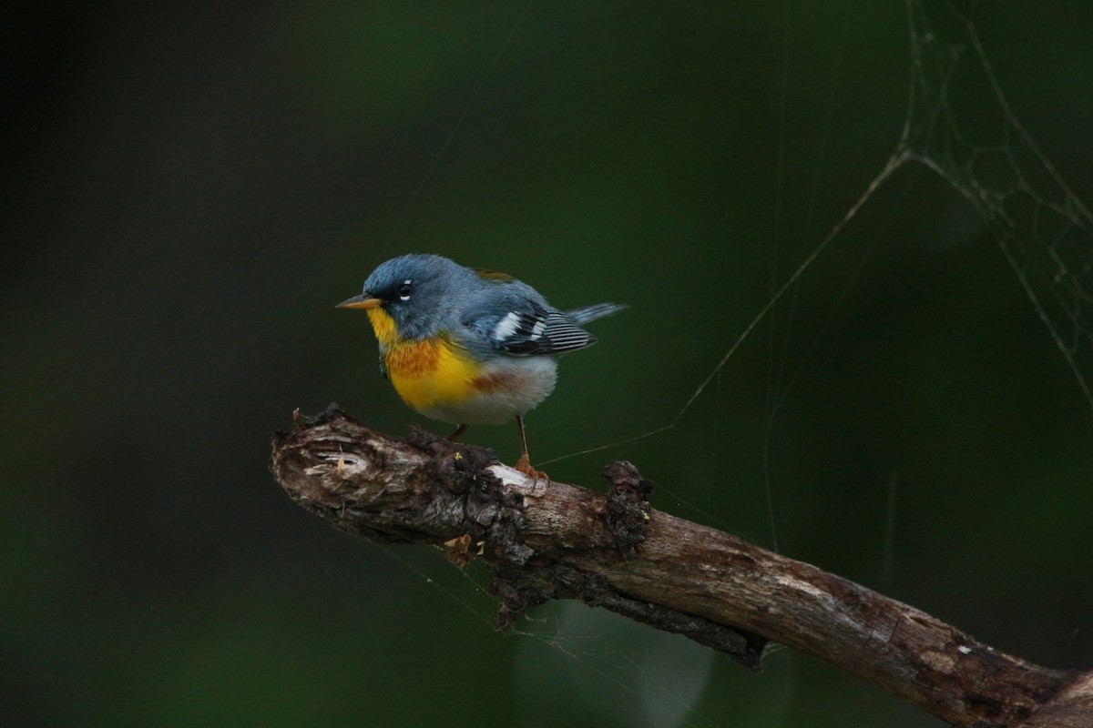 Parula Norteña - ML617684933