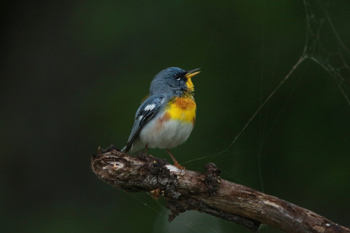 Parula Norteña - ML617684935