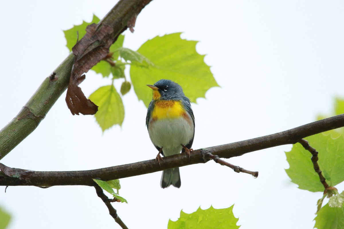 Northern Parula - ML617684942