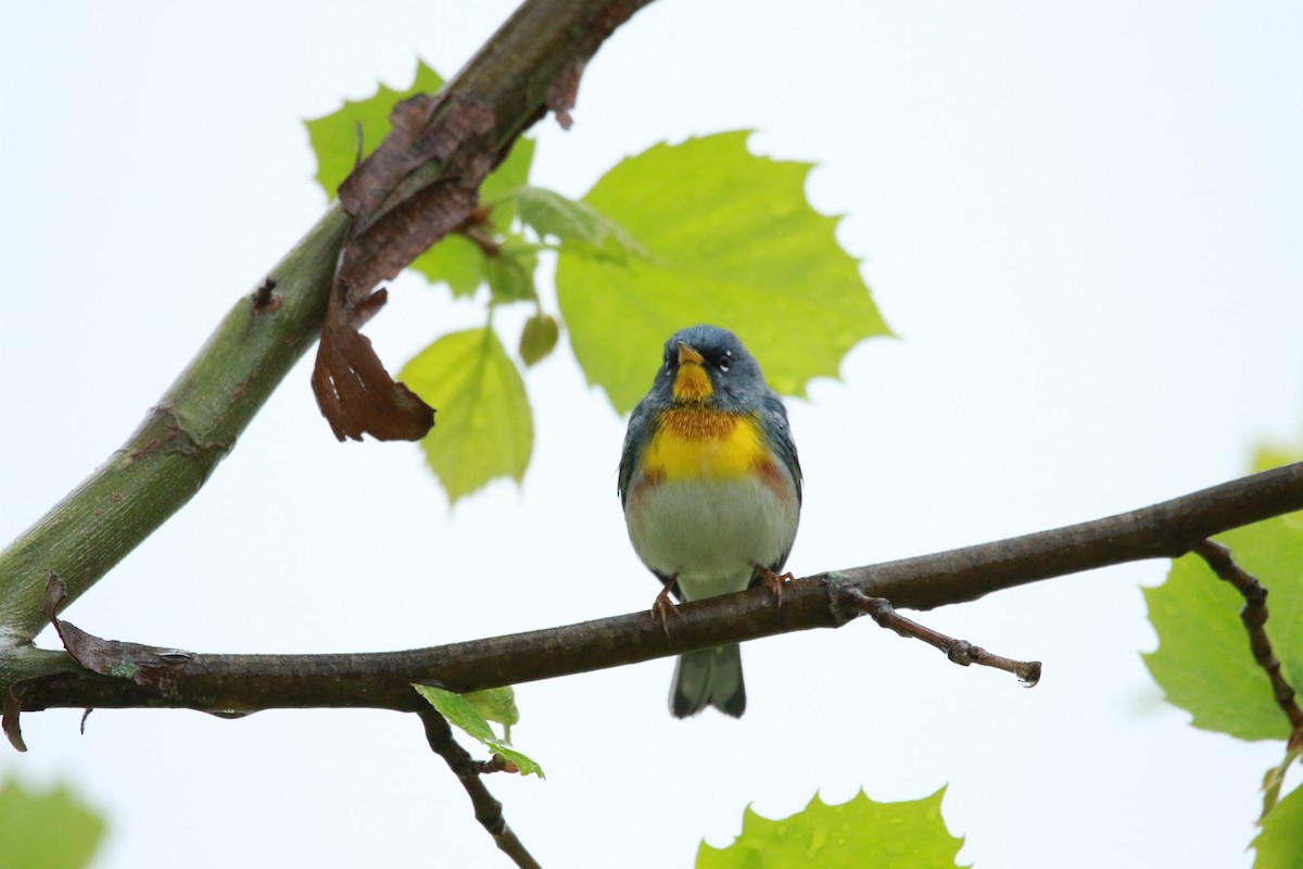 Northern Parula - ML617684944