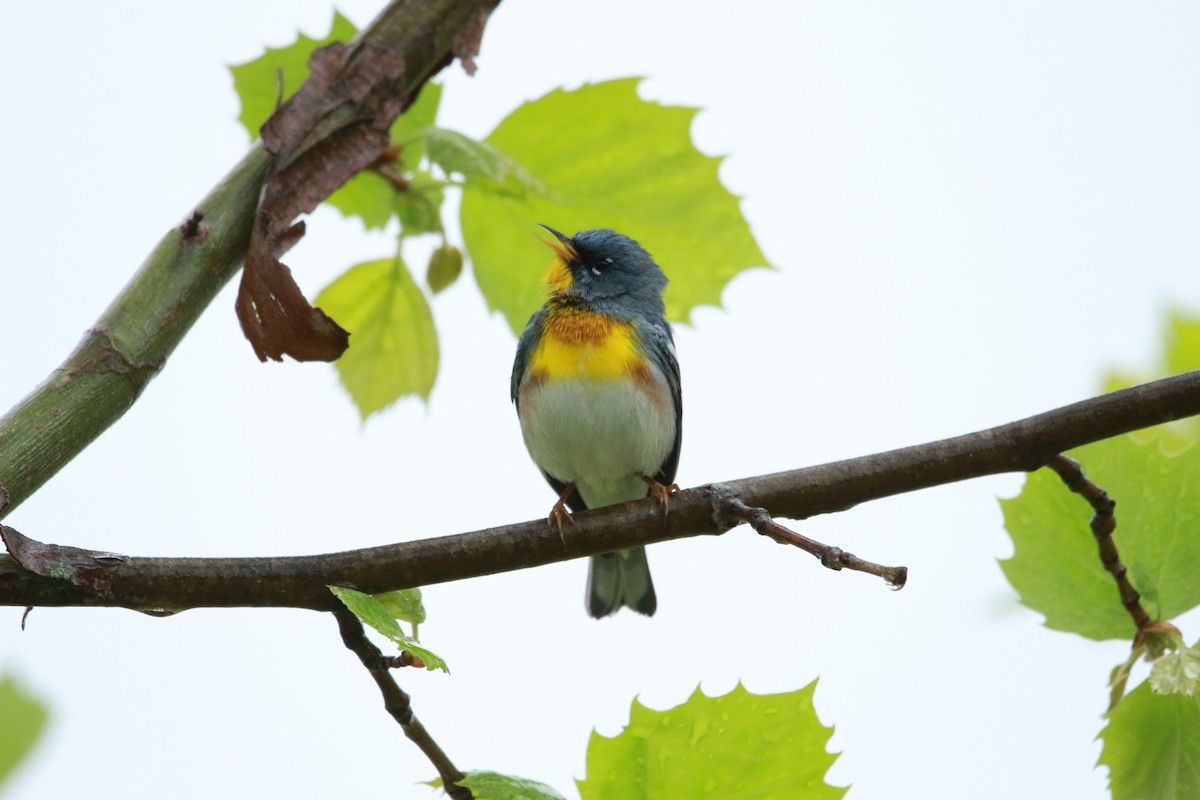 Northern Parula - ML617684946