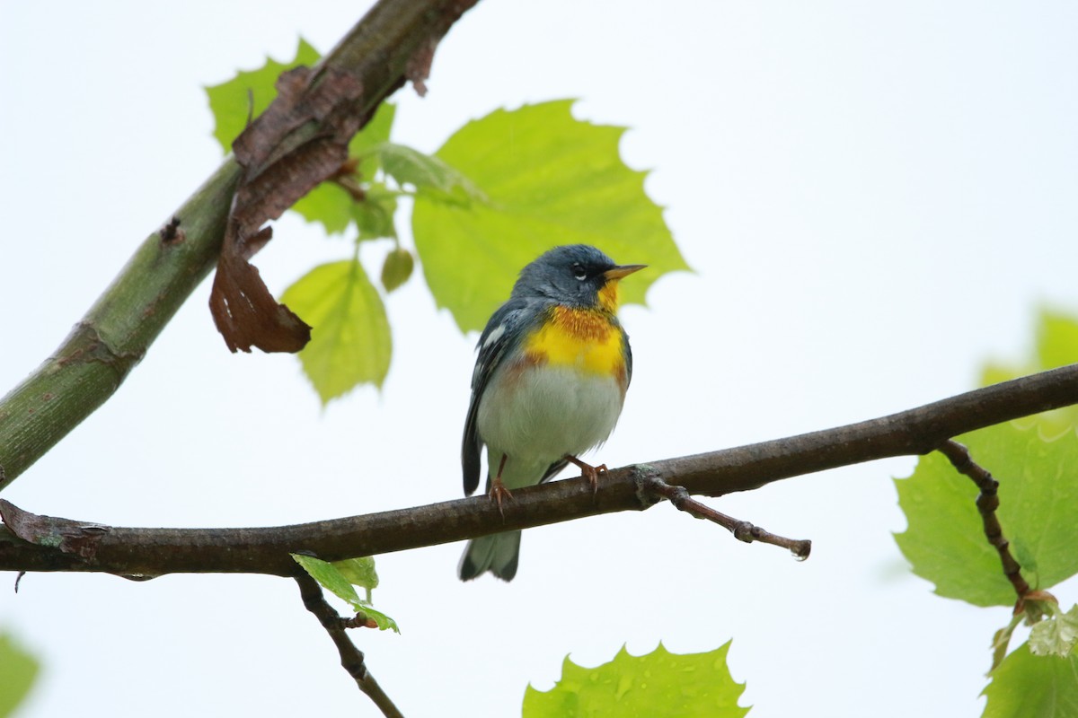 Parula Norteña - ML617684948