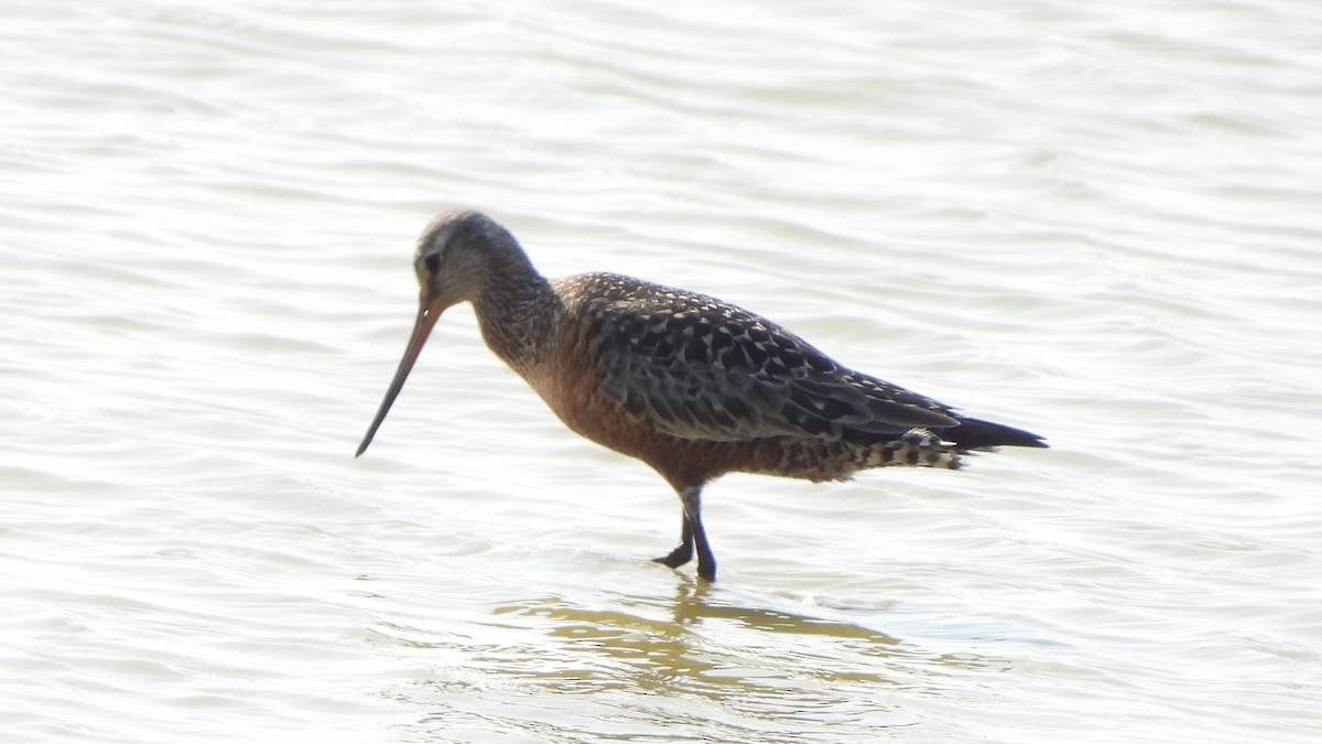 Hudsonian Godwit - ML617684960