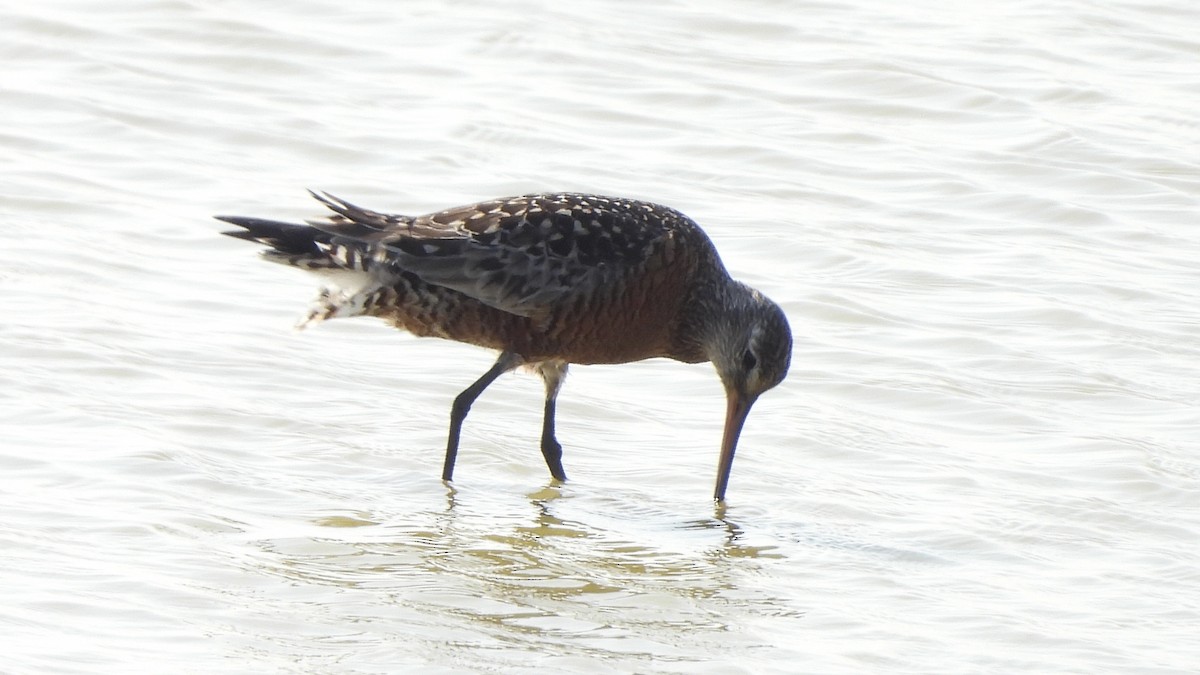 Hudsonian Godwit - ML617684961