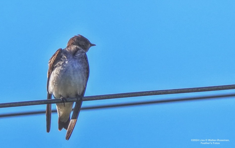 Northern Rough-winged Swallow - Lisa Walker-Roseman