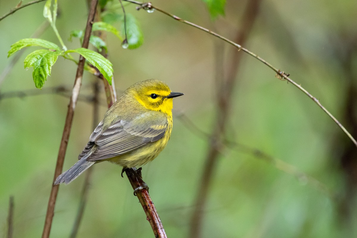 Prairie Warbler - Robert Wheat