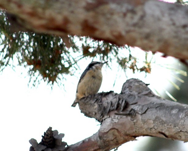 Red-breasted Nuthatch - ML617685020