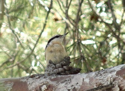 Red-breasted Nuthatch - ML617685021
