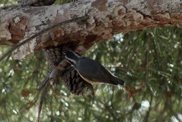 Red-breasted Nuthatch - ML617685022