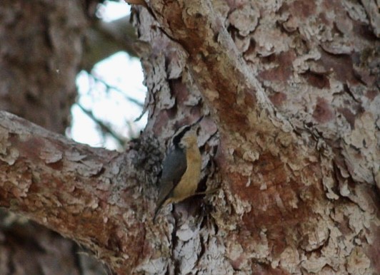 Red-breasted Nuthatch - ML617685023