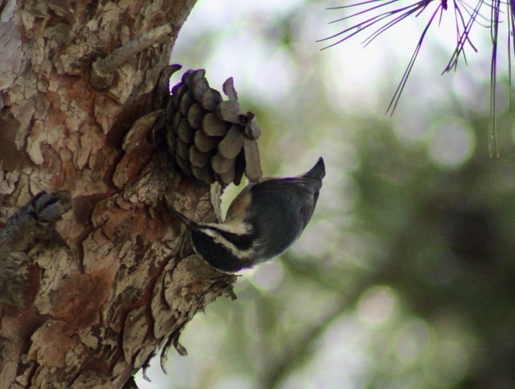Red-breasted Nuthatch - ML617685024