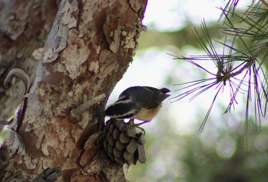 Red-breasted Nuthatch - ML617685025