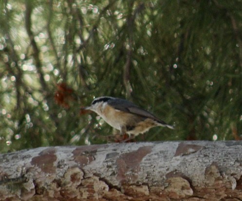 Red-breasted Nuthatch - ML617685026