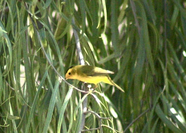 Wilson's Warbler - ML617685053