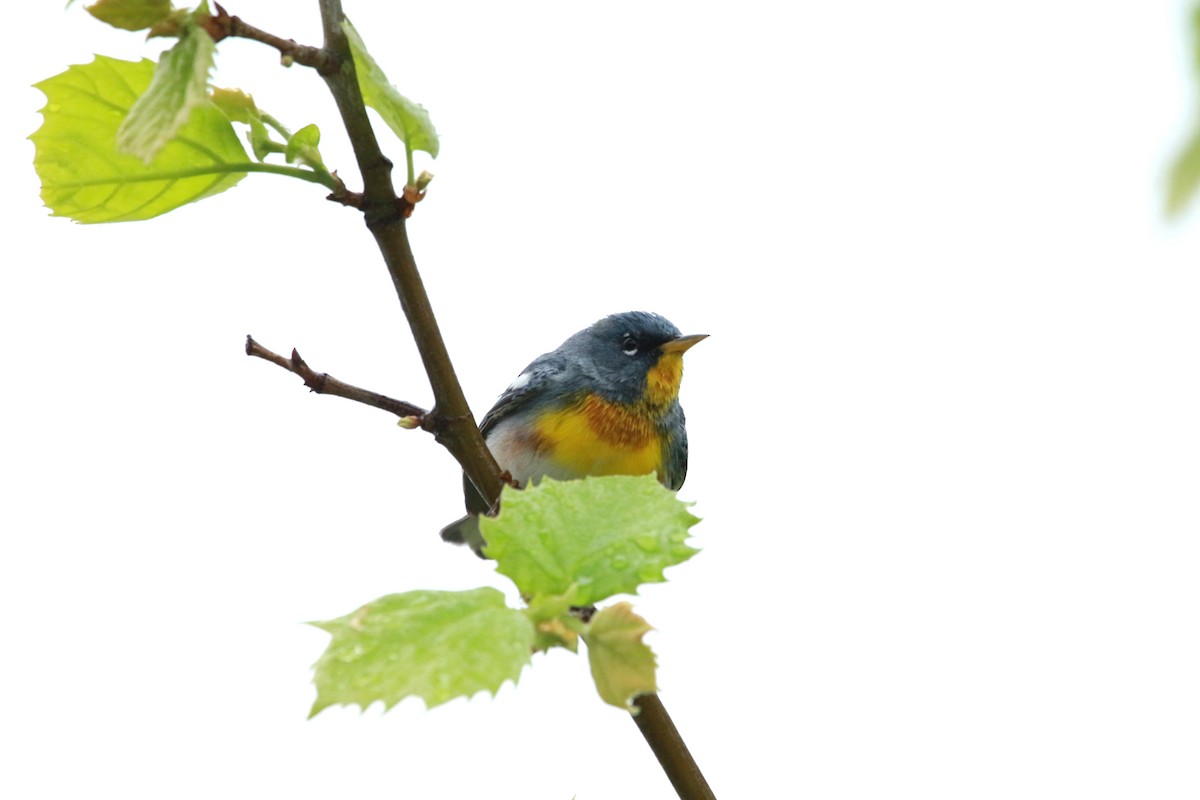 Northern Parula - ML617685080