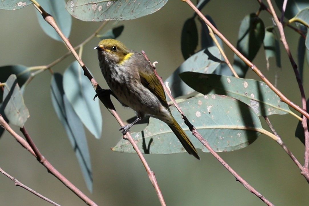 Yellow-plumed Honeyeater - Chris Chapman