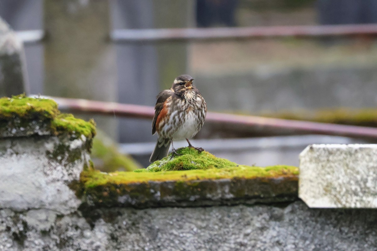 Redwing (Icelandic) - Mathias Bitter