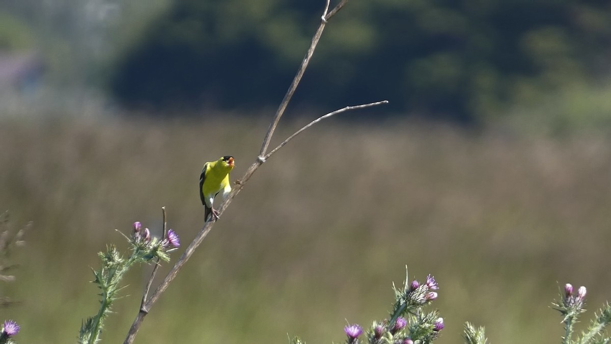 American Goldfinch - Chris Henry