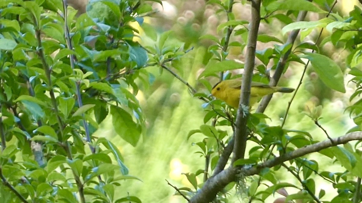 Wilson's Warbler - Chris Henry