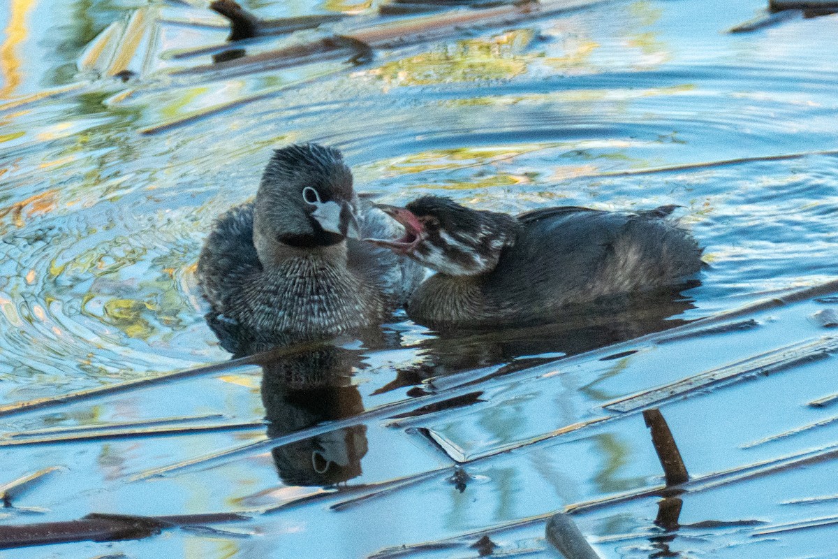 Pied-billed Grebe - ML617685223