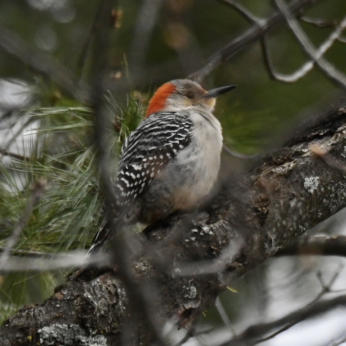 Red-bellied Woodpecker - Michael Hatton