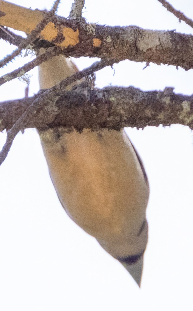 Hooded Grosbeak - Scott Young