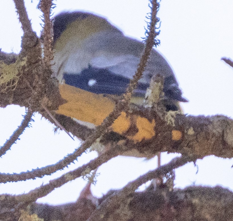 Hooded Grosbeak - Scott Young