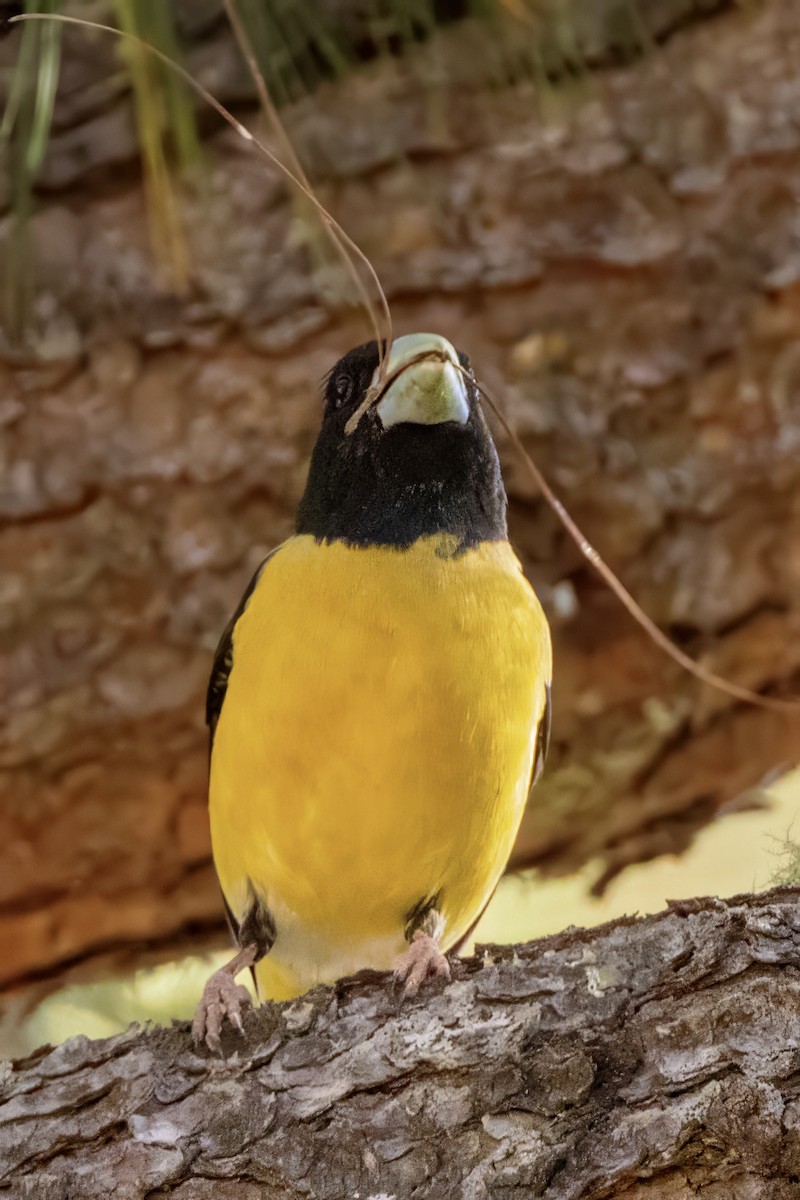 Hooded Grosbeak - Scott Young