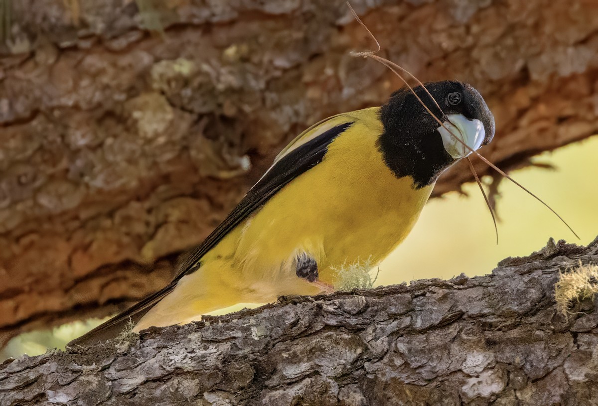 Hooded Grosbeak - ML617685279