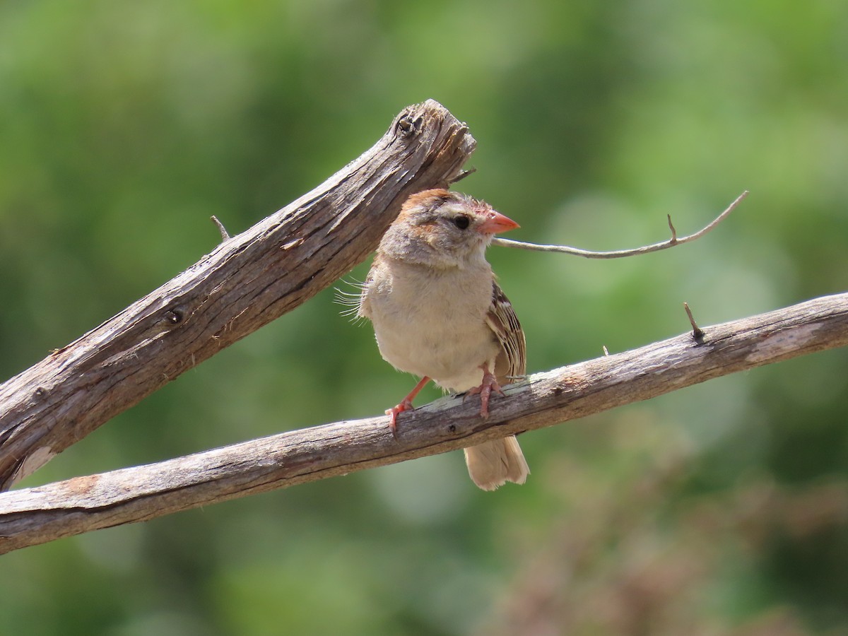 Field Sparrow - ML617685302