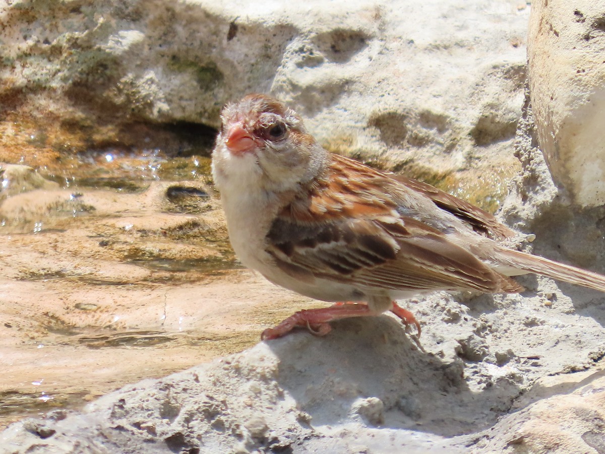 Field Sparrow - ML617685303