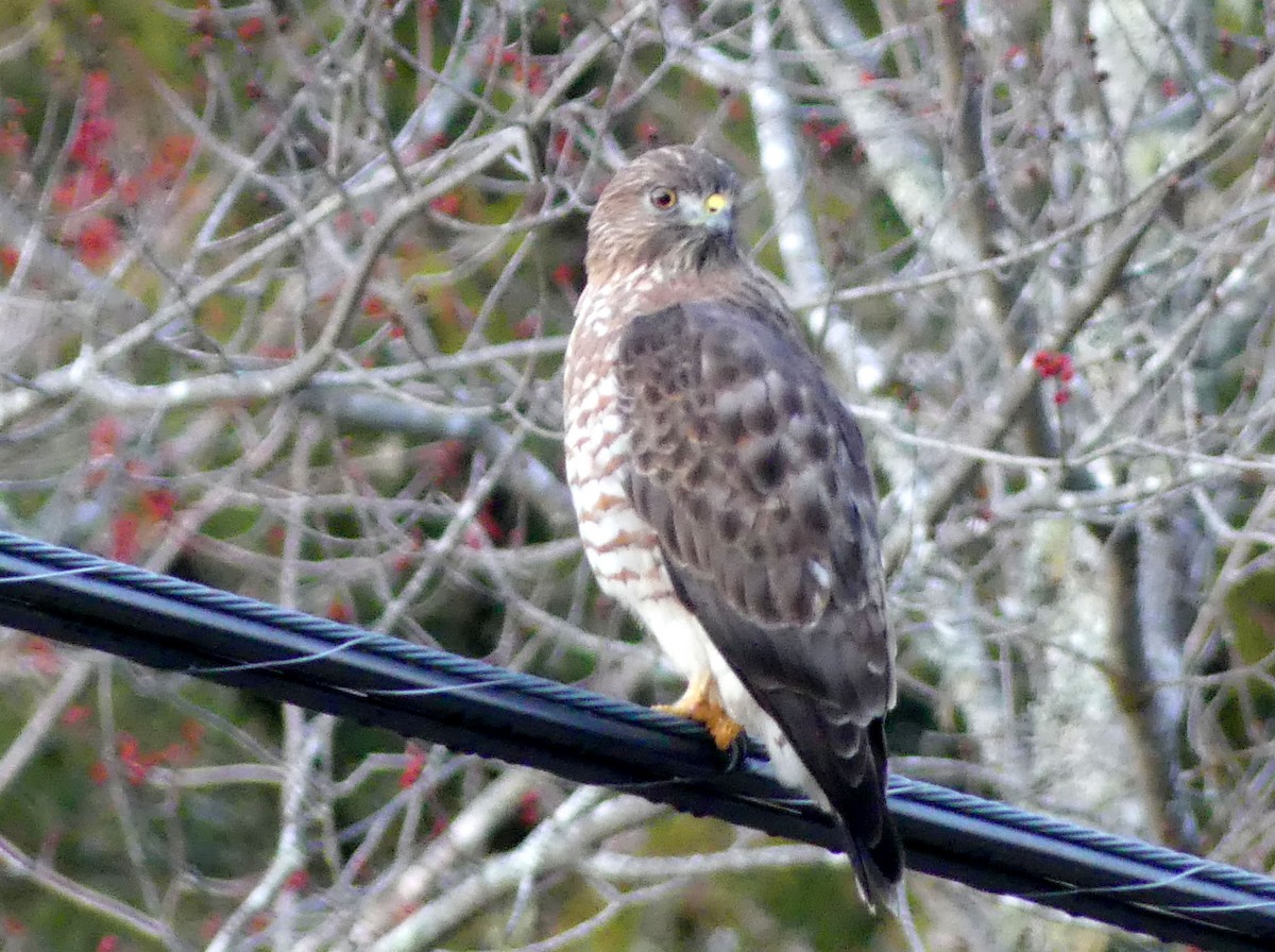 Broad-winged Hawk - ML617685323