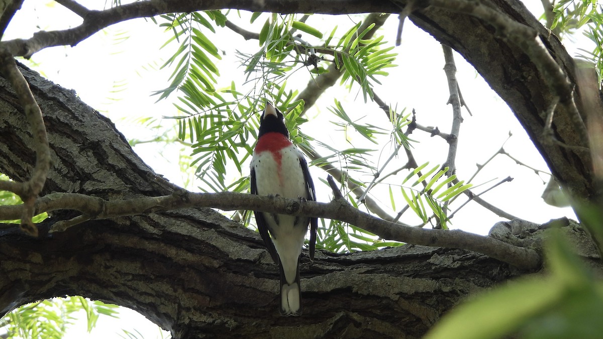 Rose-breasted Grosbeak - Brandon Nooner